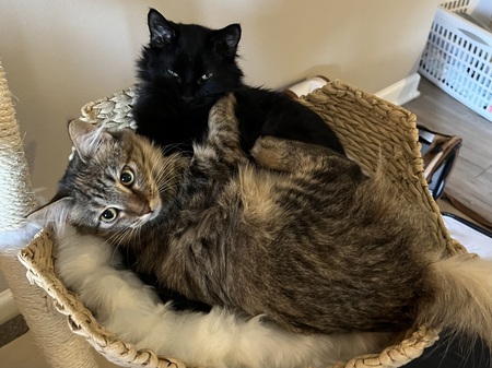 Freya & Nyx