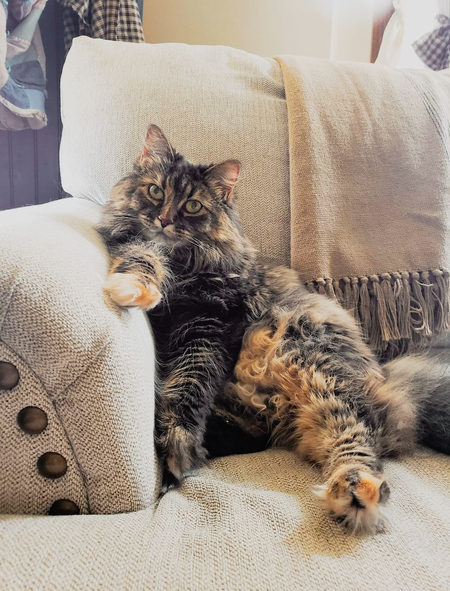 Gracie 