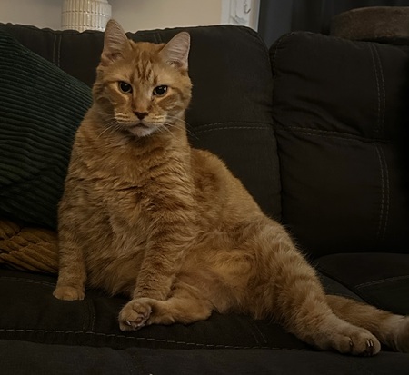 Cheezit