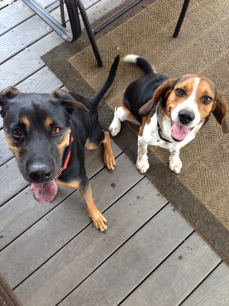 Scooter The Beagle and His Buddy, Ben