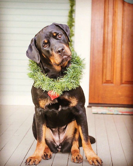 Lady the Rescue Rottie