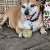 Entry image for Lola