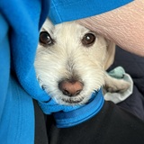 Entry image for Finley