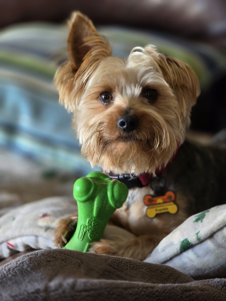 Frankie