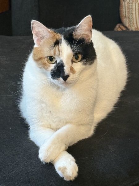 Patches
