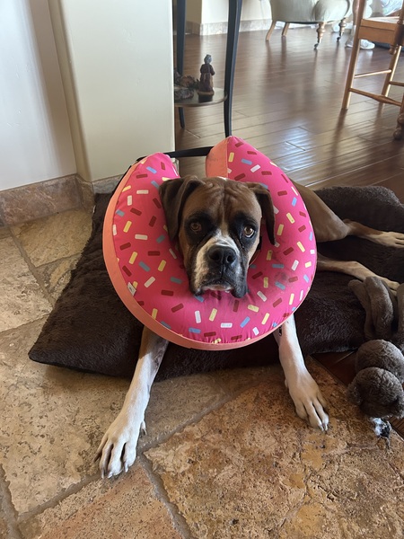 Kona 