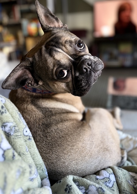 Entry image for Ziggy the wiggles. Clicking this image will show a larger photo