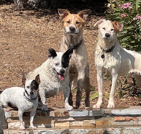 L-R Daisy, Beau, Jasper and Rio