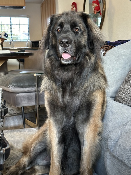 Magnus