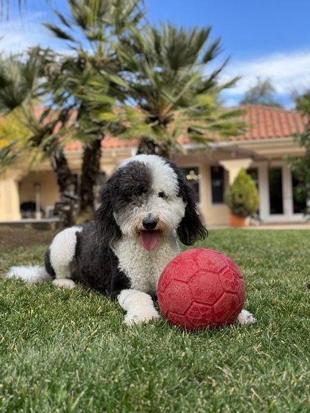 Chula