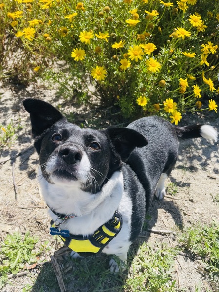Rosie
