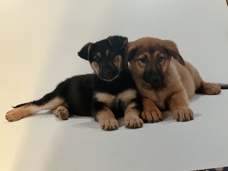 Dusty & Bandit