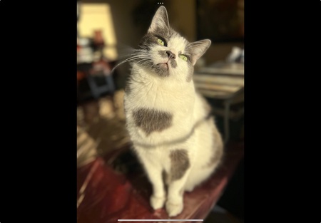 Entry image for Neko. Clicking this image will show a larger photo