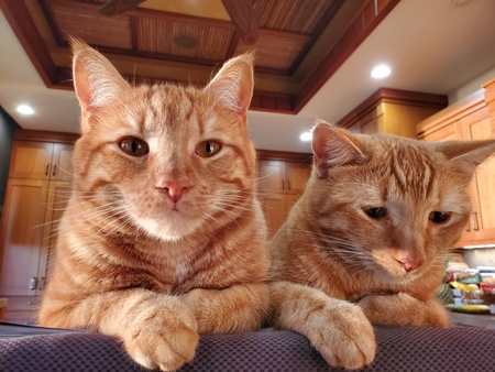 Buddy & Herman