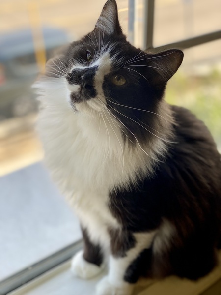 Meelo