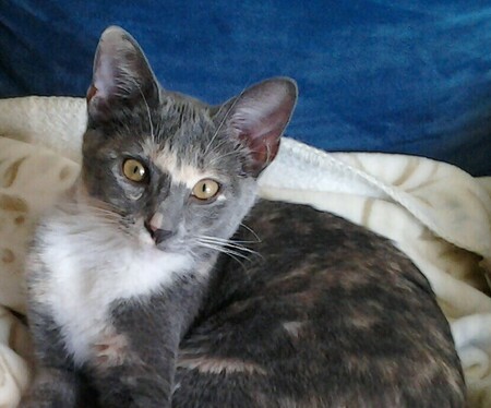 Mittens