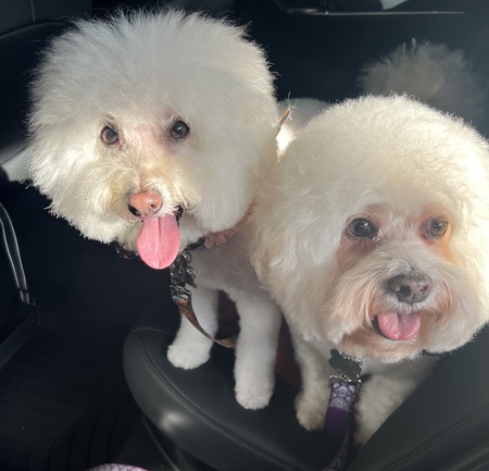 Fluffy and Beau(Boo) Seniors 