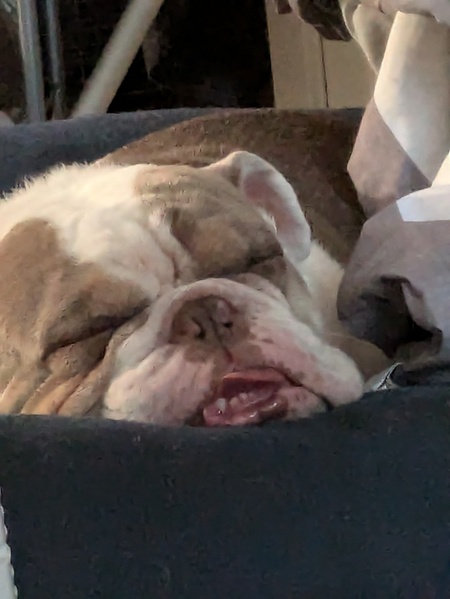 Gumbo