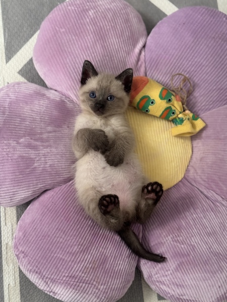 Toebin