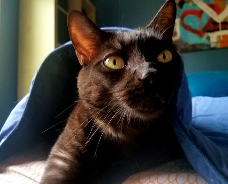 Maya