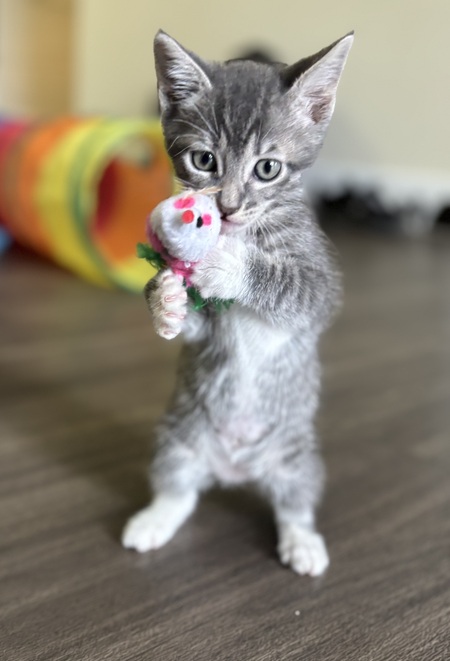Simba 