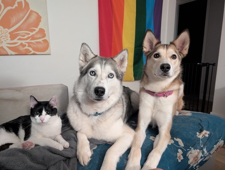 Eevee, Sapphire, & Ruby