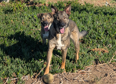 Entry image for Gus,Mae. Clicking this image will show a larger photo