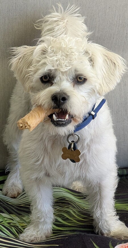 Entry image for Baxter . Clicking this image will show a larger photo