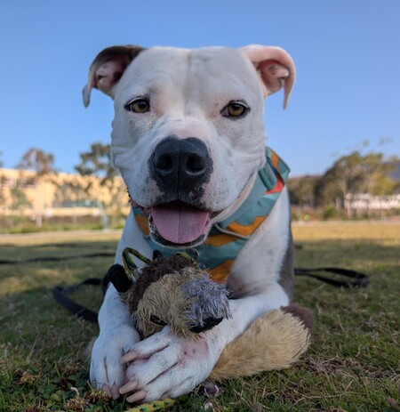 Entry image for Frankie . Clicking this image will show a larger photo