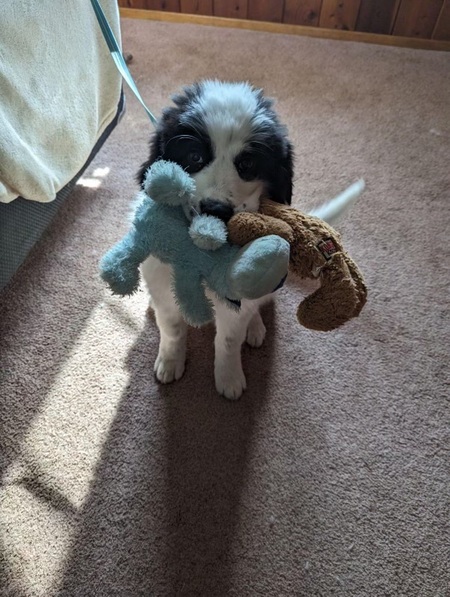 Entry image for Coco. Clicking this image will show a larger photo