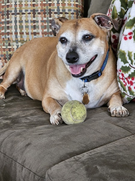 Entry image for Lola. Clicking this image will show a larger photo