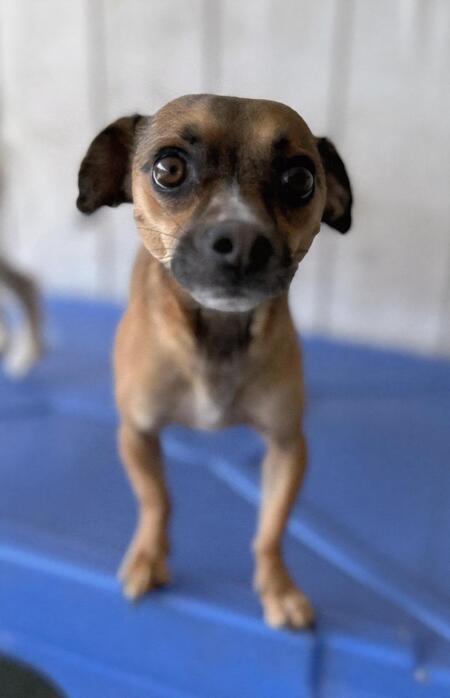 Entry image for Charlie. Clicking this image will show a larger photo