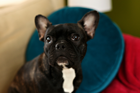 Entry image for GoGo Test. Clicking this image will show a larger photo