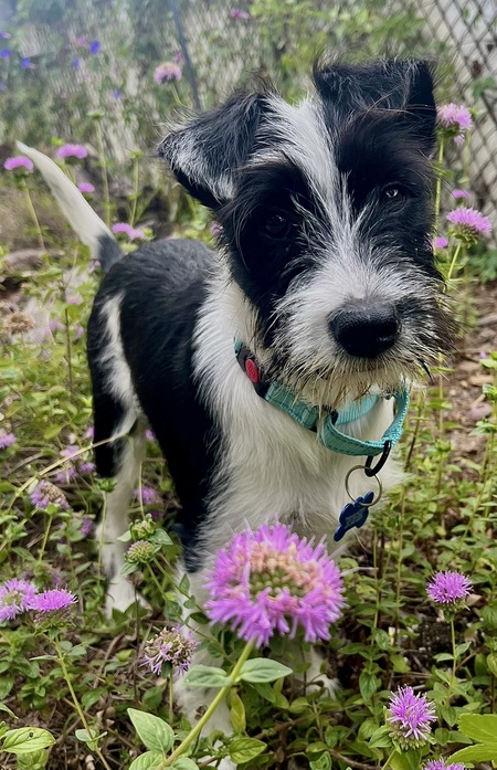 Entry image for Millie. Clicking this image will show a larger photo