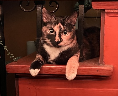 Ella