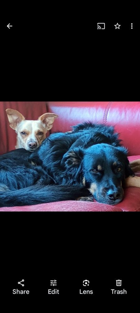 Entry image for Zoe and Frankie . Clicking this image will show a larger photo