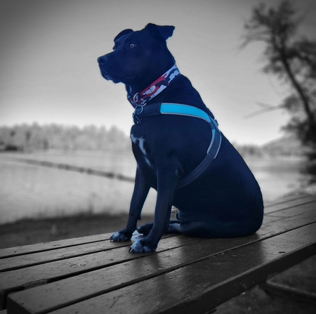 Entry image for Jasper. Clicking this image will show a larger photo