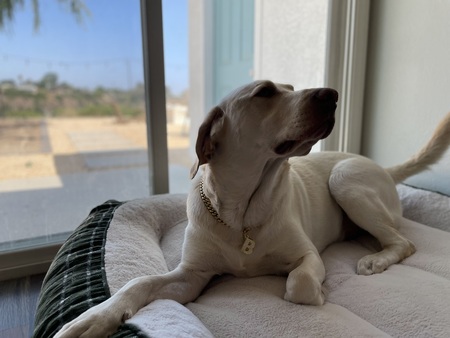 Entry image for Bordeaux “Bordie”. Clicking this image will show a larger photo