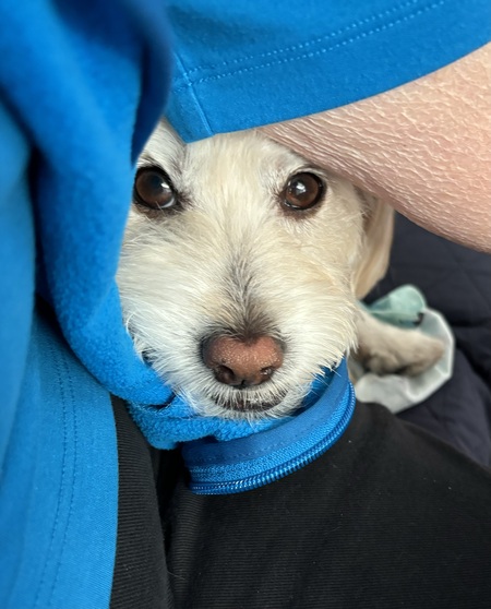 Entry image for Finley. Clicking this image will show a larger photo