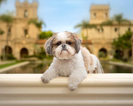 Entry image for Bentley. Clicking this image will show a larger photo