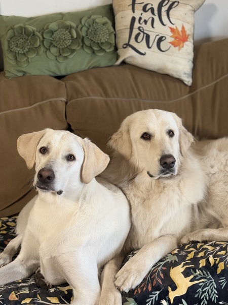 Entry image for Moreno and Blanca. Clicking this image will show a larger photo