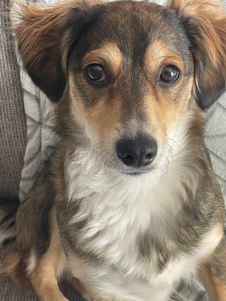 Entry image for STELLA . Clicking this image will show a larger photo