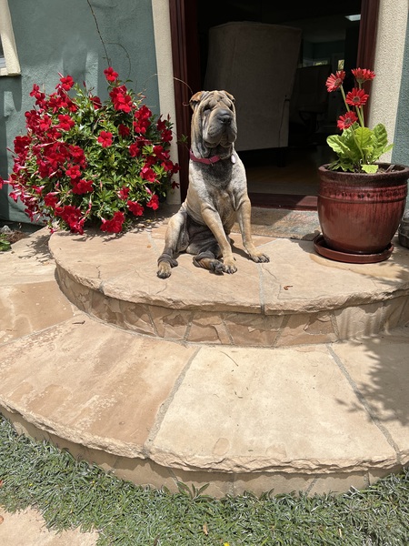 Entry image for Posey. Clicking this image will show a larger photo