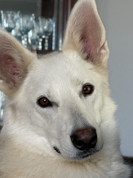 Entry image for Delilah. Clicking this image will show a larger photo
