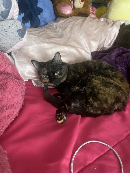 Entry image for Binky . Clicking this image will show a larger photo