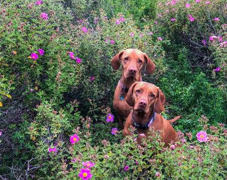 Entry image for Crosby and Calliope. Clicking this image will show a larger photo