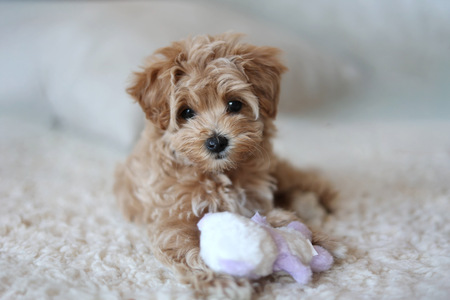 Entry image for Coco Bear. Clicking this image will show a larger photo