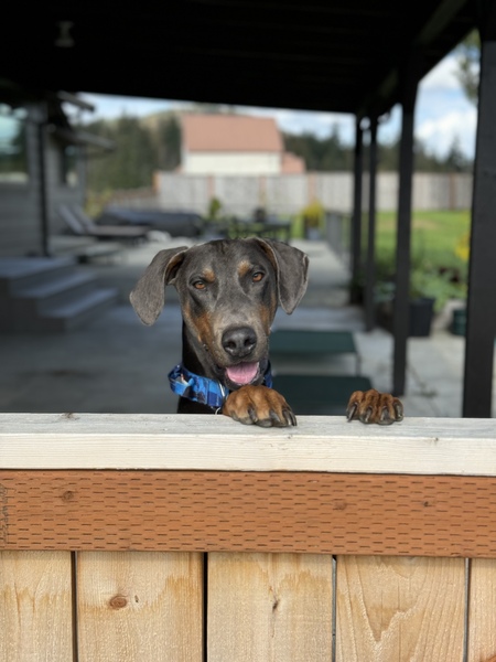 Bandit