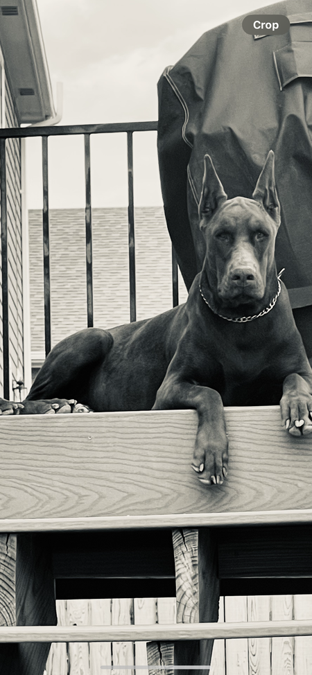 Raya
