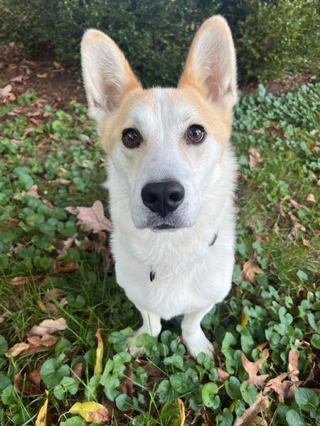 Cooper